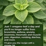 Homemade Oregano Leaf Herbal Tea